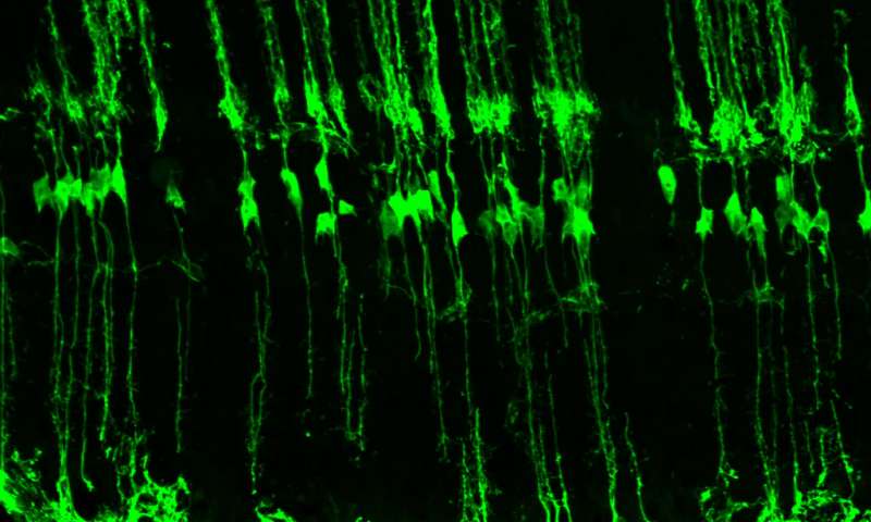 mouse retinal glia cells